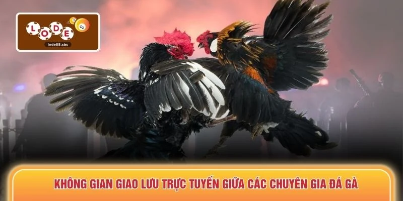 Không gian giao lưu trực tuyến giữa các chuyên gia đá gà