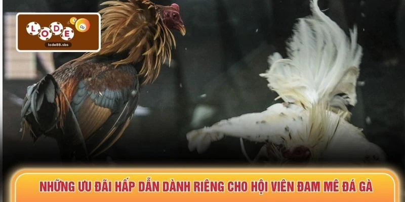 Những ưu đãi hấp dẫn dành riêng cho hội viên đam mê đá gà