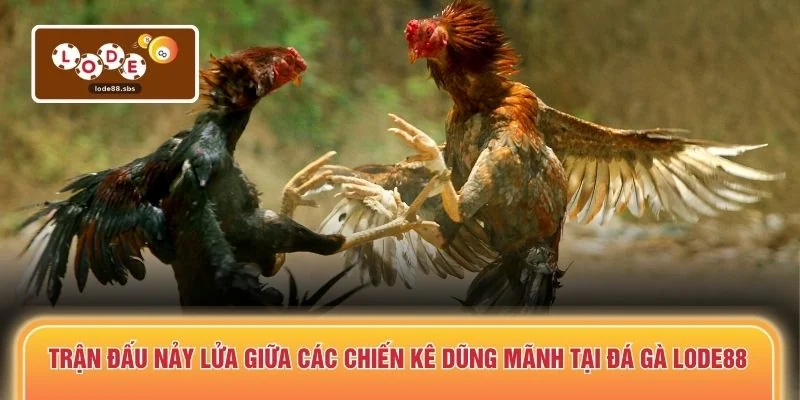 Trận đấu nảy lửa giữa các chiến kê dũng mãnh tại đá gà LODE88